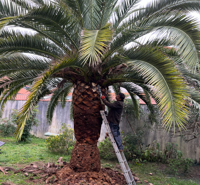 Taille de haie à Biarritz